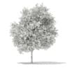 Sycamore Maple (Acer pseudoplatanus) 10.2m - Image 4