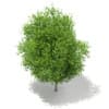 Sycamore Maple (Acer pseudoplatanus) 10.2m - Image 5