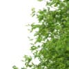 Sycamore Maple (Acer pseudoplatanus) 10.2m - Image 7