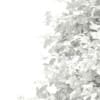 Sycamore Maple (Acer pseudoplatanus) 10.2m - Image 8