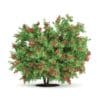 Pidgeon Berry Shrub (Rivina humilis) - Image 3