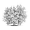Pidgeon Berry Shrub (Rivina humilis) - Image 4