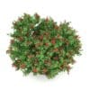 Pidgeon Berry Shrub (Rivina humilis) - Image 5