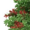 Pidgeon Berry Shrub (Rivina humilis) - Image 7