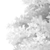 Pidgeon Berry Shrub (Rivina humilis) - Image 8