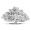 Pine Shrub (Pinus) - Image 2