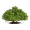 Pine Shrub (Pinus) - Image 3
