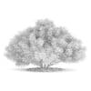 Pine Shrub (Pinus) - Image 4
