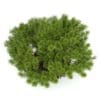 Pine Shrub (Pinus) - Image 5