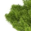 Pine Shrub (Pinus) - Image 7
