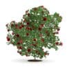 Red Rose Shrub - Image 3