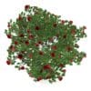 Red Rose Shrub - Image 5