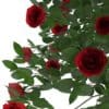 Red Rose Shrub - Image 7
