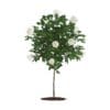 White Rose Tree - Image 3