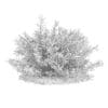 Thin Leaves Sedum Plant (Sedum album) - Image 2