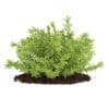 Thin Leaves Sedum Plant (Sedum album) - Image 3