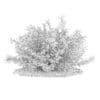 Thin Leaves Sedum Plant (Sedum album) - Image 4