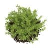 Thin Leaves Sedum Plant (Sedum album) - Image 5