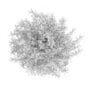 Thin Leaves Sedum Plant (Sedum album) - Image 6