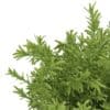 Thin Leaves Sedum Plant (Sedum album) - Image 7