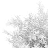Thin Leaves Sedum Plant (Sedum album) - Image 8