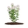 Flowering Sedum Plant (Sedum sarmentosum) - Image 3