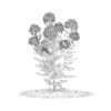 Flowering Sedum Plant (Sedum sarmentosum) - Image 4