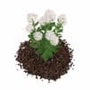 Flowering Sedum Plant (Sedum sarmentosum) - Image 5