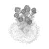 Flowering Sedum Plant (Sedum sarmentosum) - Image 6