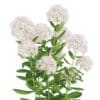 Flowering Sedum Plant (Sedum sarmentosum) - Image 7
