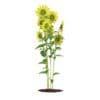 Sunflowers (Helianthus) - Image 3