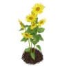 Sunflowers (Helianthus) - Image 5