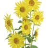 Sunflowers (Helianthus) - Image 7