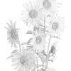 Sunflowers (Helianthus) - Image 8