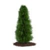 Thuja (Thuja koraiensis) - Image 3