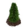 Thuja (Thuja koraiensis) - Image 5
