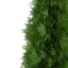 Thuja (Thuja koraiensis) - Image 7