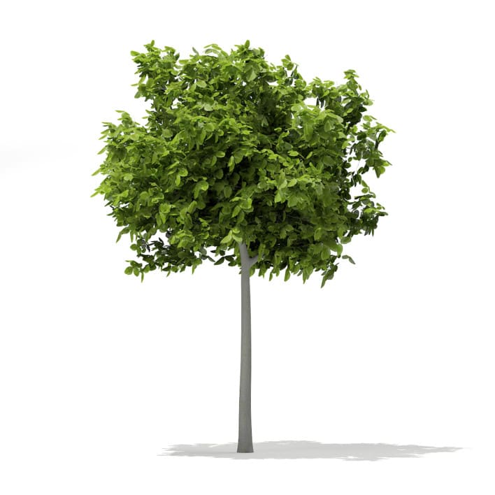 European Beech (Fagus sylvatica) 2.1m
