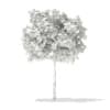 3d European Beech