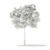 3d European Beech