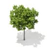 3d European Beech