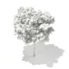 3d European Beech