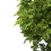 3d European Beech