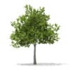 3d European Beech