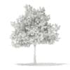 3d European Beech