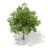 3d European Beech