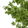 3d European Beech