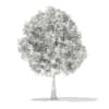 3d European Beech
