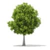 3d European Beech