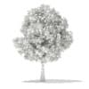 3d European Beech